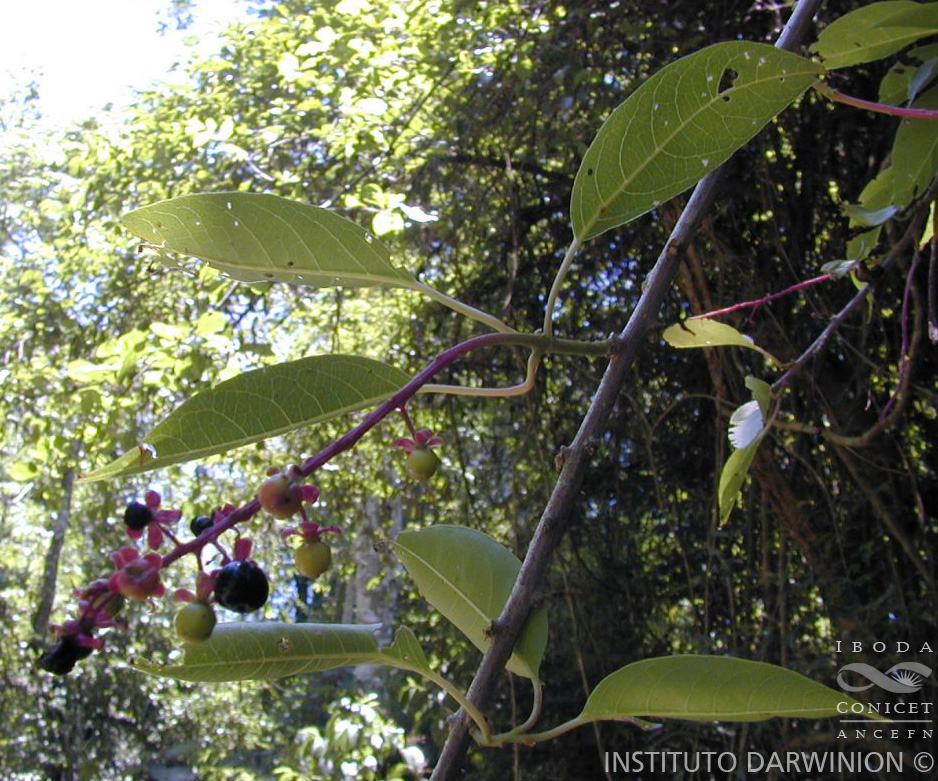 Instituto de Botánica Darwinion